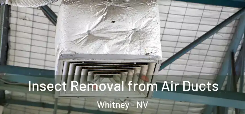 Insect Removal from Air Ducts Whitney - NV