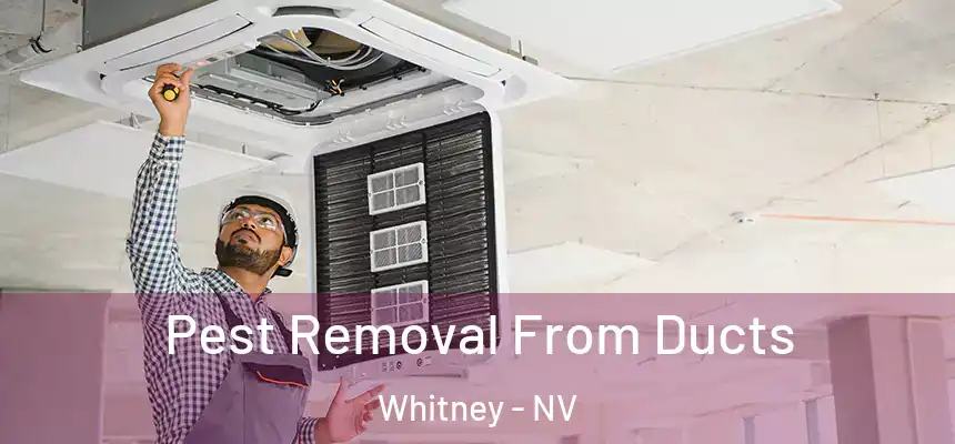 Pest Removal From Ducts Whitney - NV